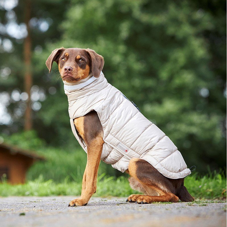 Steppjacke Hund Cosy
