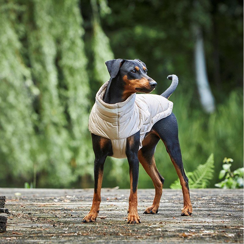 Steppjacke Hund Cosy