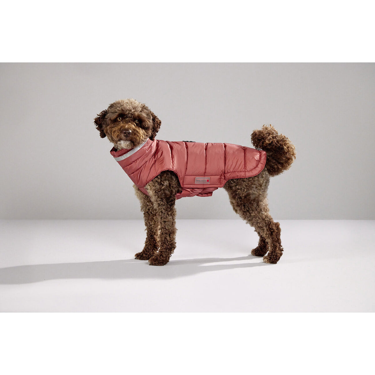 Steppjacke Hund Cosy
