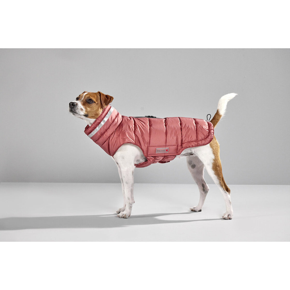 Steppjacke Hund Cosy