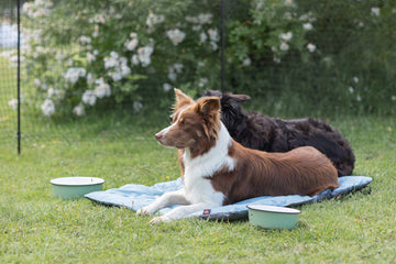 Hund