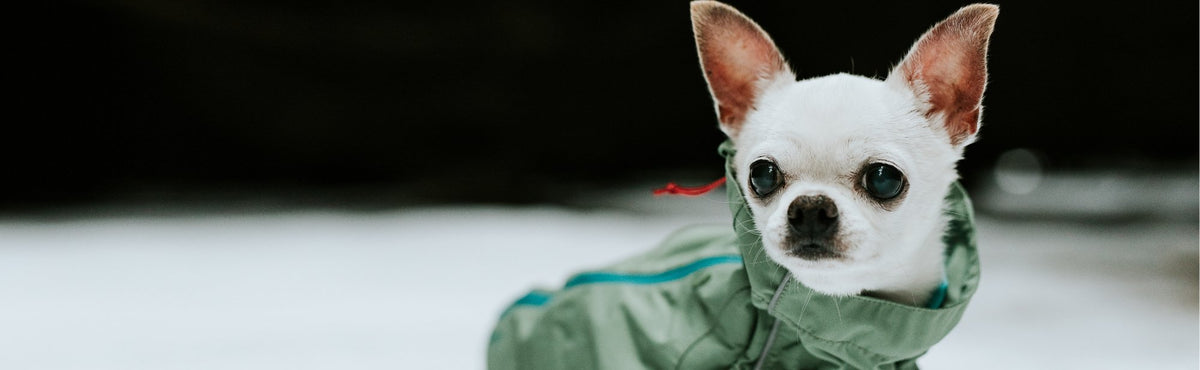 Regenmäntel für Hunde Hunderegenmäntel günstig