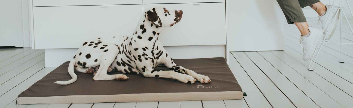 Hundeschlafplätze und Hundebetten aus Kunstleder