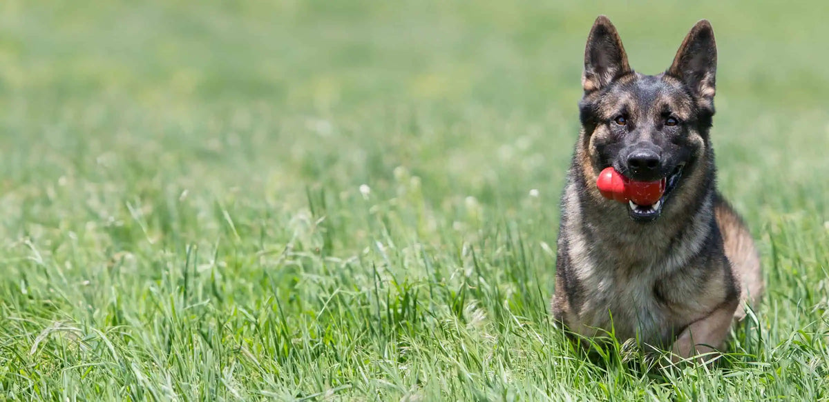 KONG Hundespielzeug günstig online kaufen bei tiierisch.de