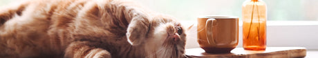 Der tiierische Katzenshop: Katzenbedarf Katzenzubehör günstig kaufen