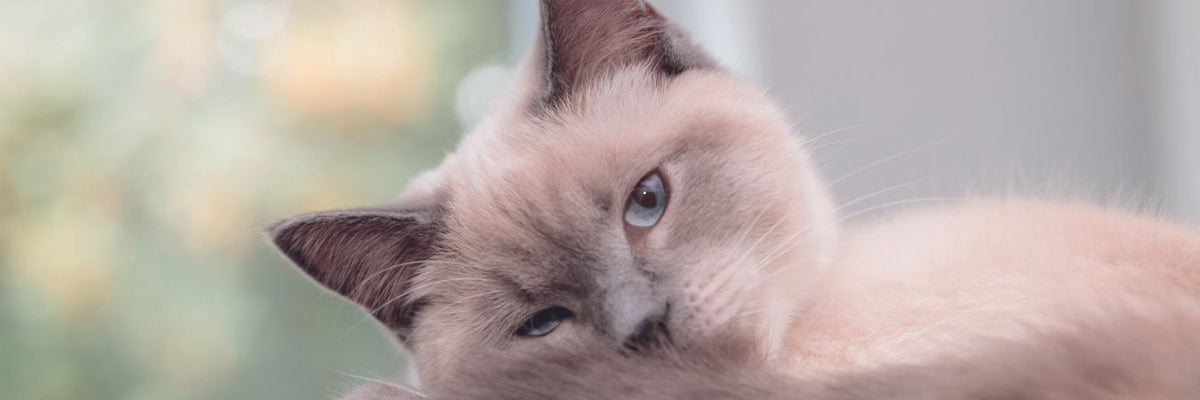 Sensitive Katzenfutter für sensible Katzen