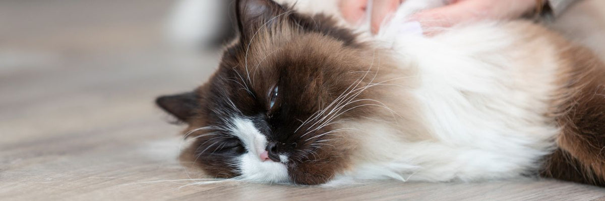 Katzenfutter Adult