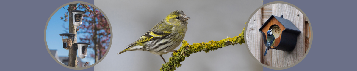 Singing Friend Vogelfuttersysteme