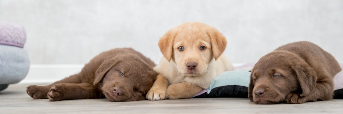 Trixie Hundezubehör Angebote im SALE