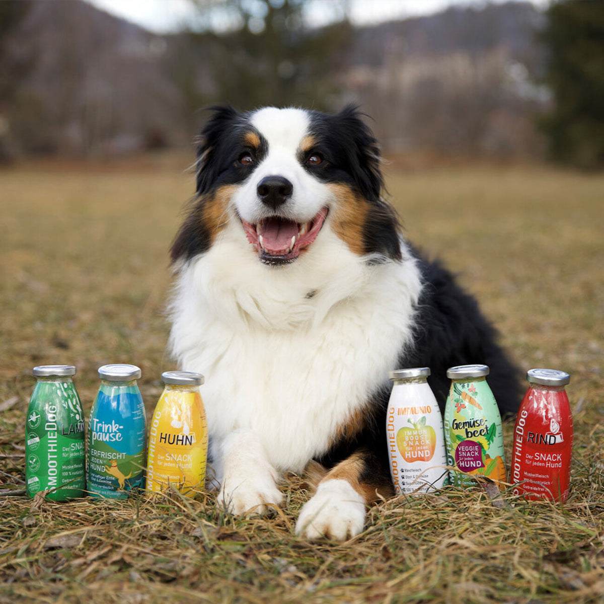 Probierpaket "Mix" - für jeden Hund! – 6er Mix Paket