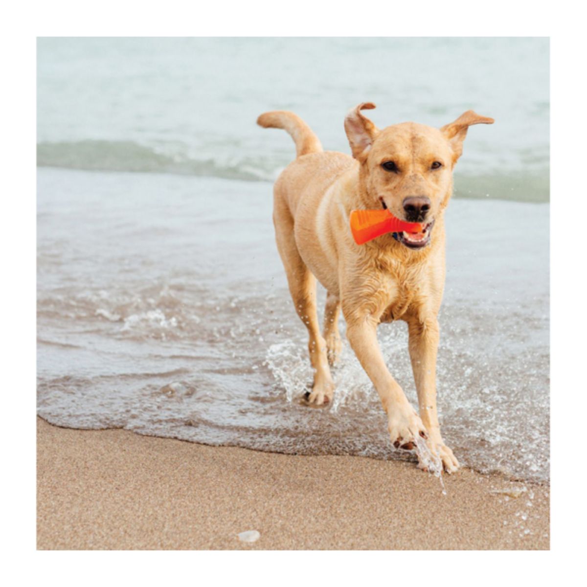 Bionic Bone langlebiges Hundespielzeug