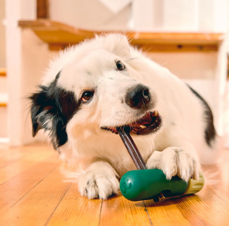 BullySafe Bully Stick Halte für Hunde- sicherer Kauartikel Halter