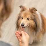 TRIXIE Backmatte Silikon – Schleckmatte & Snackform für gesunde Hundekekse