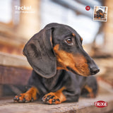 TRIXIE 2027 Kalender Teckel Dackel