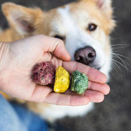 SmoothieDog Bites Klassik Paket, Hundesnacks 3 × 40 g