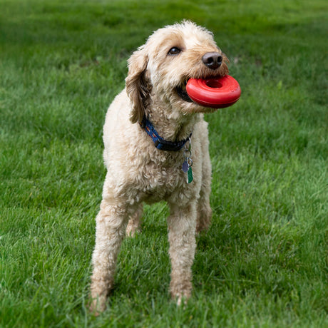 KONG Donut Hundespielzeug – Robustes Kauspielzeug aus Naturkautschuk