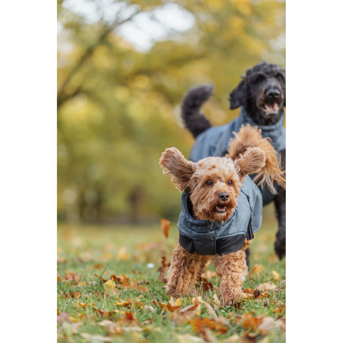 Wintermantel Riom für Hunde