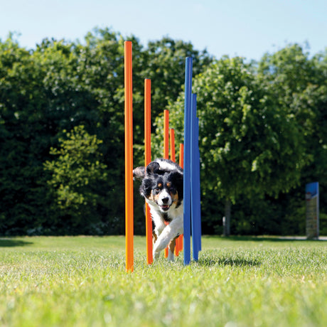 Agility Slalom Stangen für Hunde