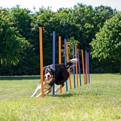 Agility Slalom Stangen für Hunde