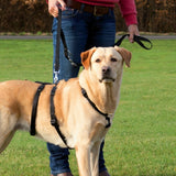 Panikgeschirr Stay für Hunde