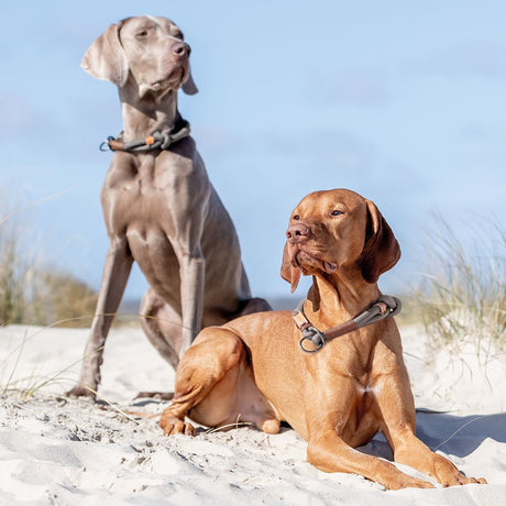 BE NORDIC Zug Stopp Hundehalsband