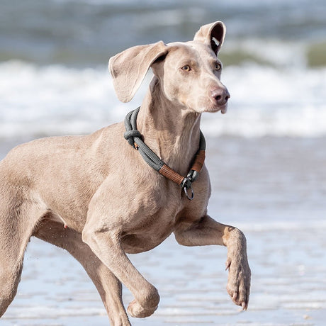 BE NORDIC Zug Stopp Hundehalsband