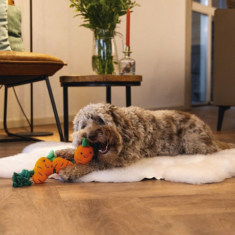 Hundespielzeug Osterkarotte mit Baumwollseil