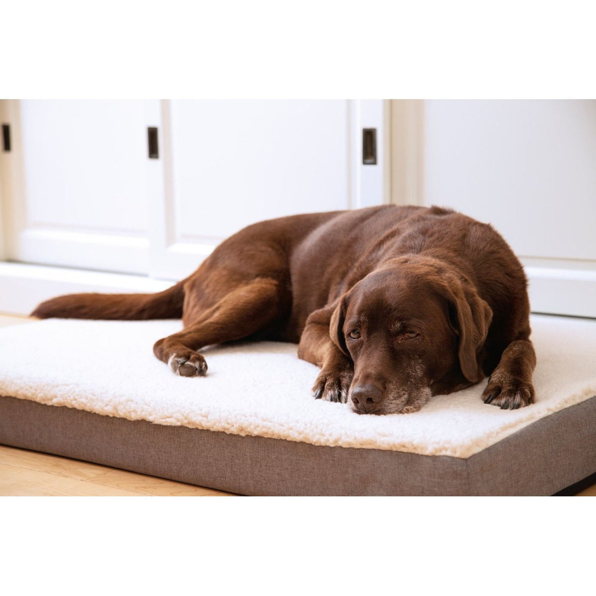 Beeztees Memoryfoam Liegekissen Zira für Hunde