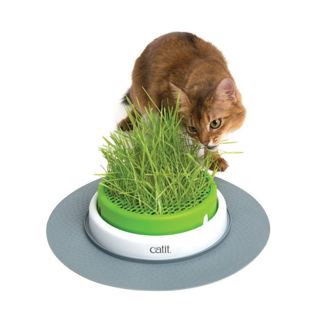 catit Senses 2.0 Grastopf Grass Planter – 37 x 37 x 6,5 cm