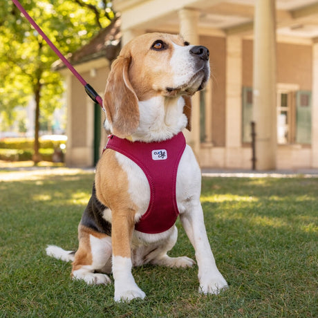 Curli Clasp Vest Geschirr Softshell Hundegeschirr
