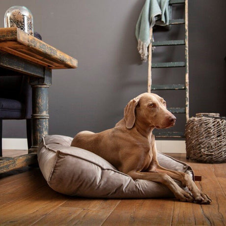 Designed by Lotte Nalino Hundekissen