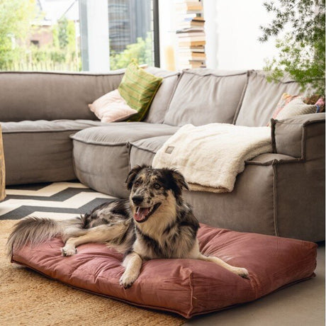 Designed by Lotte Nalino Hundekissen