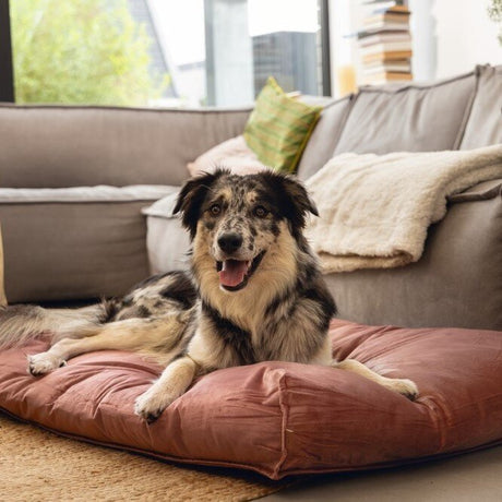 Designed by Lotte Nalino Hundekissen