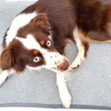 Doctor Bark orthopädische Hundematratze