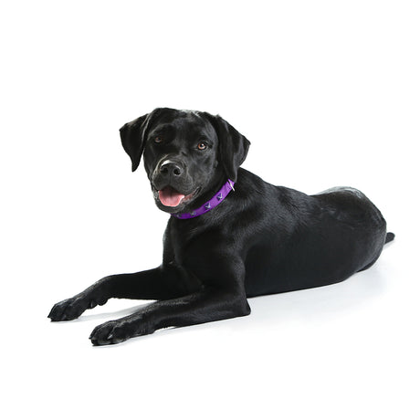 Hunter Hundehalsband Softie Kunstleder