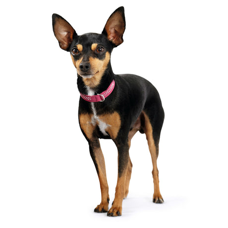 Halsband Swarowski Diamond Petit für kleine Hunde