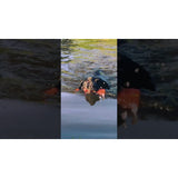 Dog Comets Bobber Schwimmspielzeug
