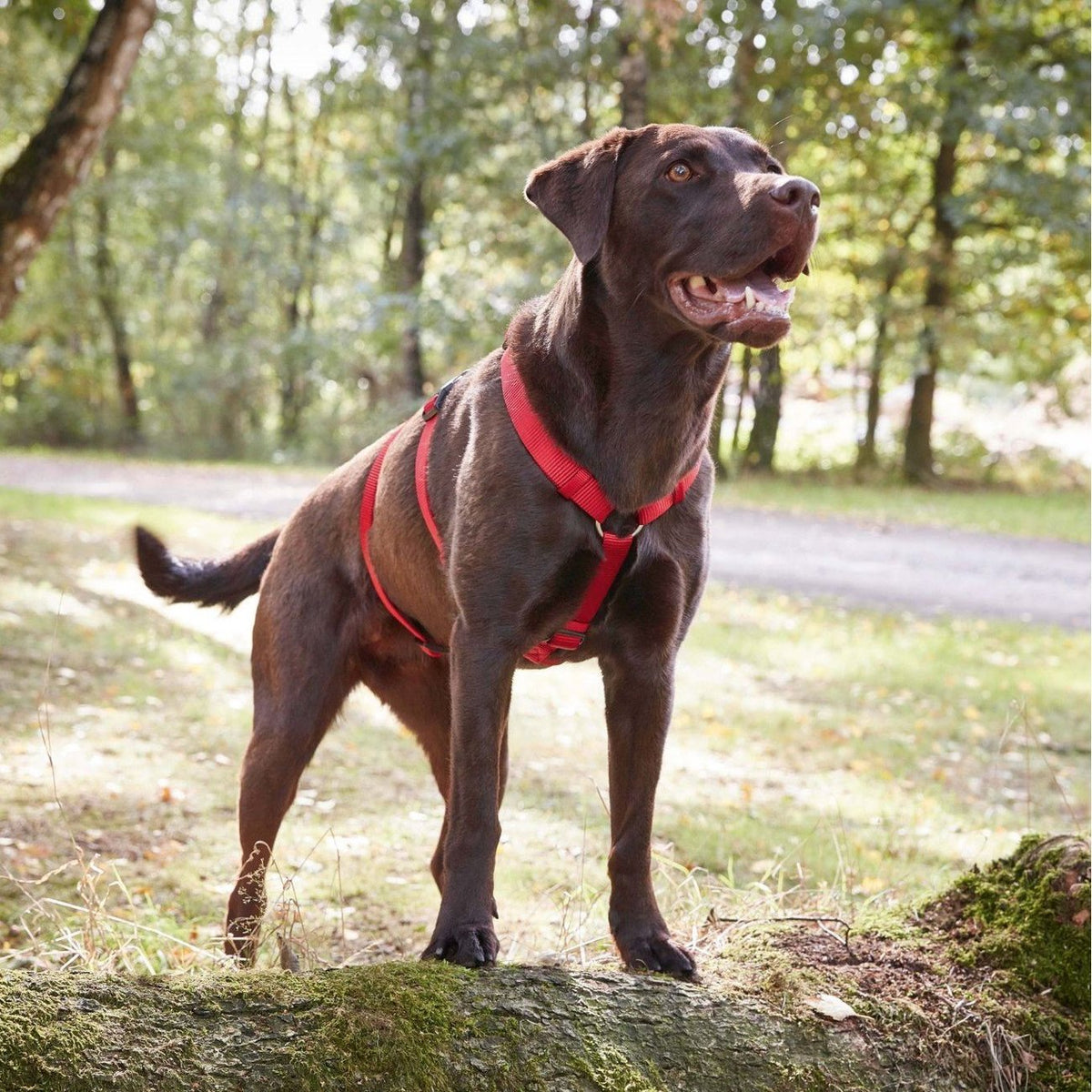 Hundegeschirr ausbruchsicher Professional No Escape