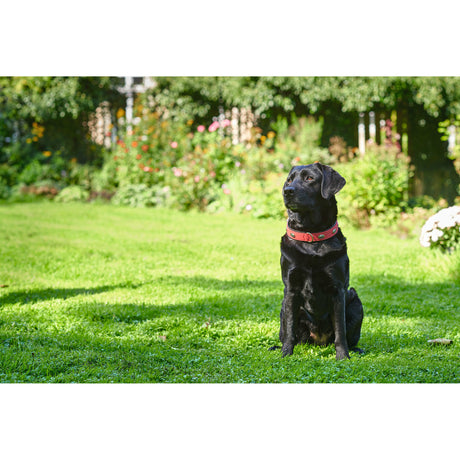 Hundehalsband Softie Stone