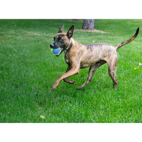 Hundespielzeug KONG Ultra SqueakAir Ball