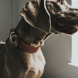 Hunter Halsband Aalborg Special Leder