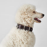 Hunter Halsband Aalborg Special Leder