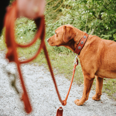 Halsband München für Hunde