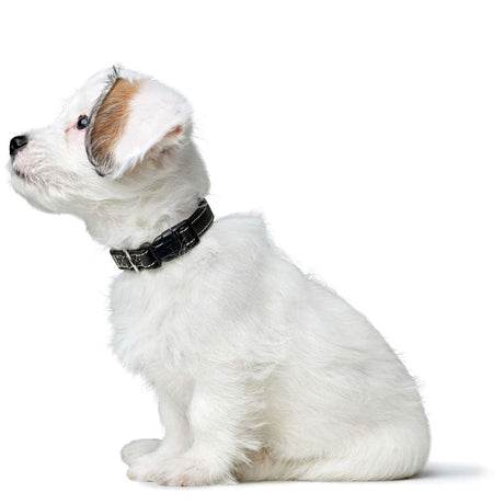 Halsung Canadian Up für kleine Hunde