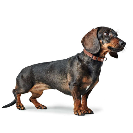 Halsung Canadian Up für kleine Hunde