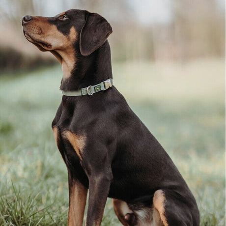 Hunde Halsung Inari Alu-Strong