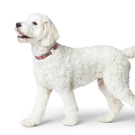 Hunde Halsung Inari Alu-Strong