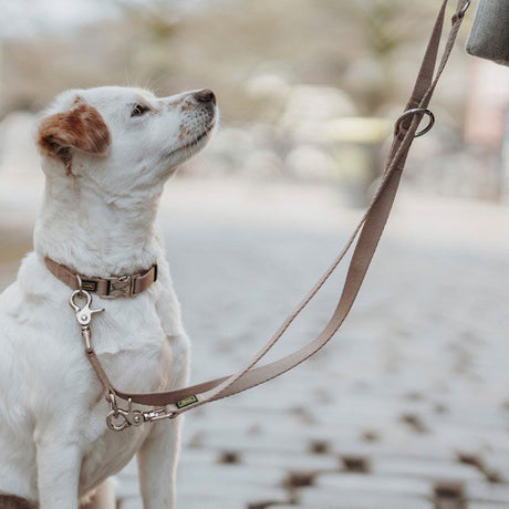 Hunde Halsung Inari Alu-Strong