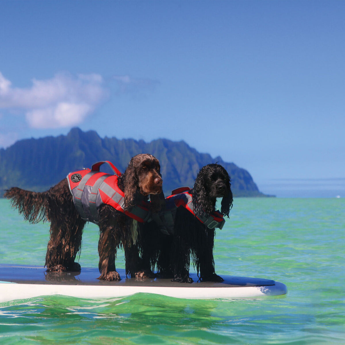Hunter Hunde Schwimmweste Moss