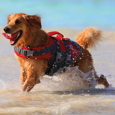 Hunter Hunde Schwimmweste Moss